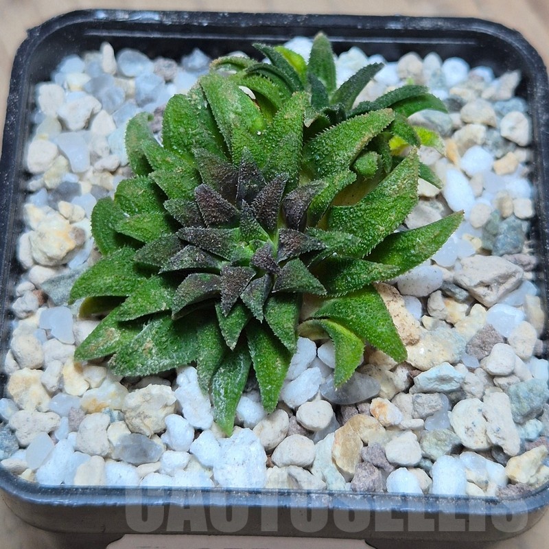 VVG25536 Haworthia parksiana -Kleinbrakrivier- - Image 2