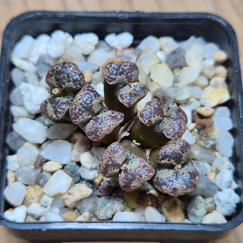 VVG25538 Conophytum pellucidum - Image 2