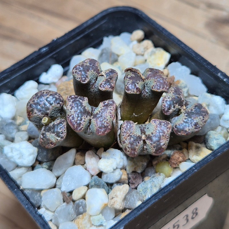 VVG25538 Conophytum pellucidum