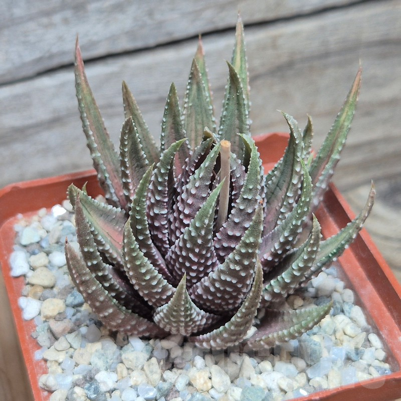 VVG25550 Haworthia pumila ‘Kunjio’ f.variegata