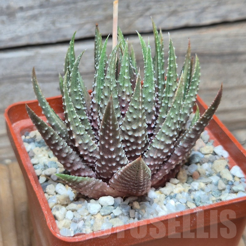 VVG25550 Haworthia pumila ‘Kunjio’ f.variegata - Image 2