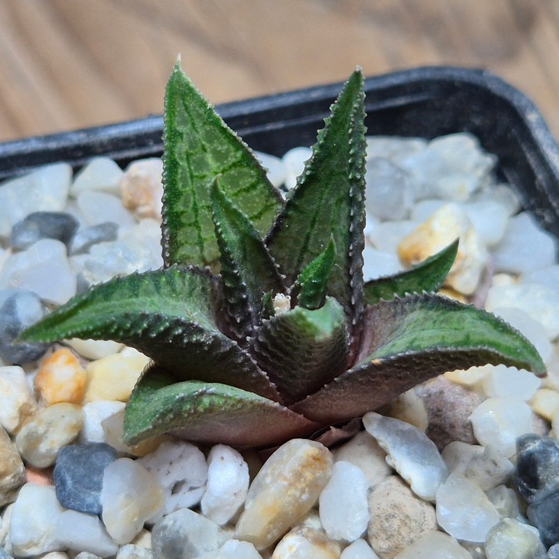 VVG27477 Haworthia woolleyi x koelmaniorum cutting