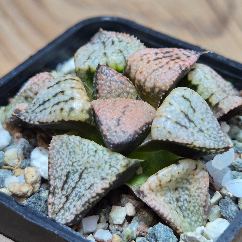 VVG27494 Haworthia picta ‘Super Red’