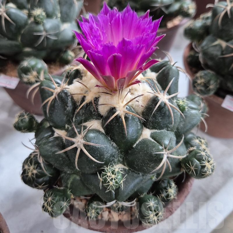 SH24228 Coryphantha elephantidens 'Purple Flower'