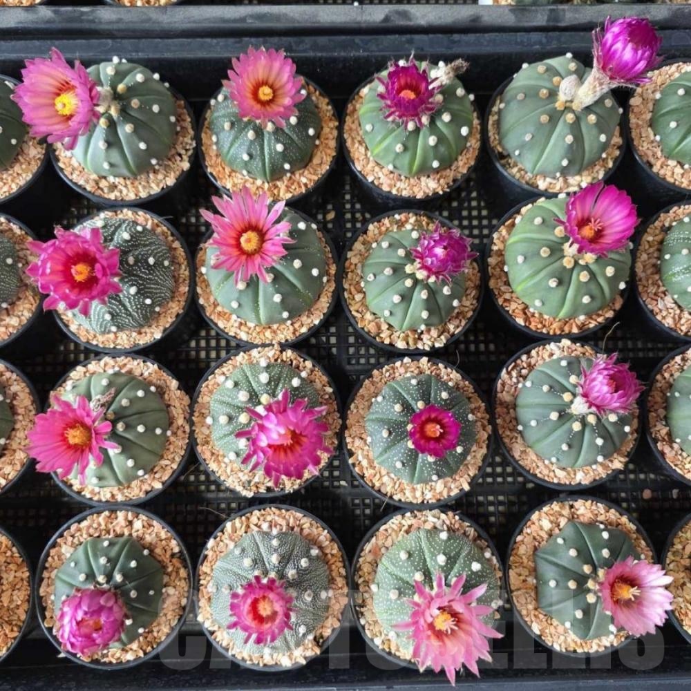 SH24074 Astrophytum asterias 'Akabana' - Image 2