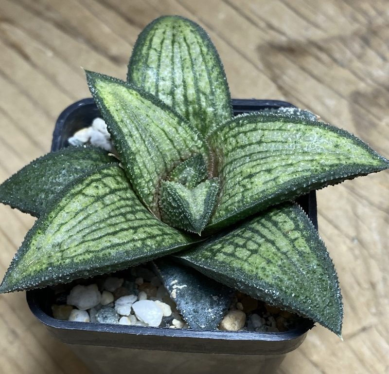 SH15678 Haworthia koelmaniorum T1