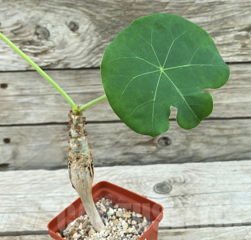 SH8445 Jatropha podagrica - Image 2