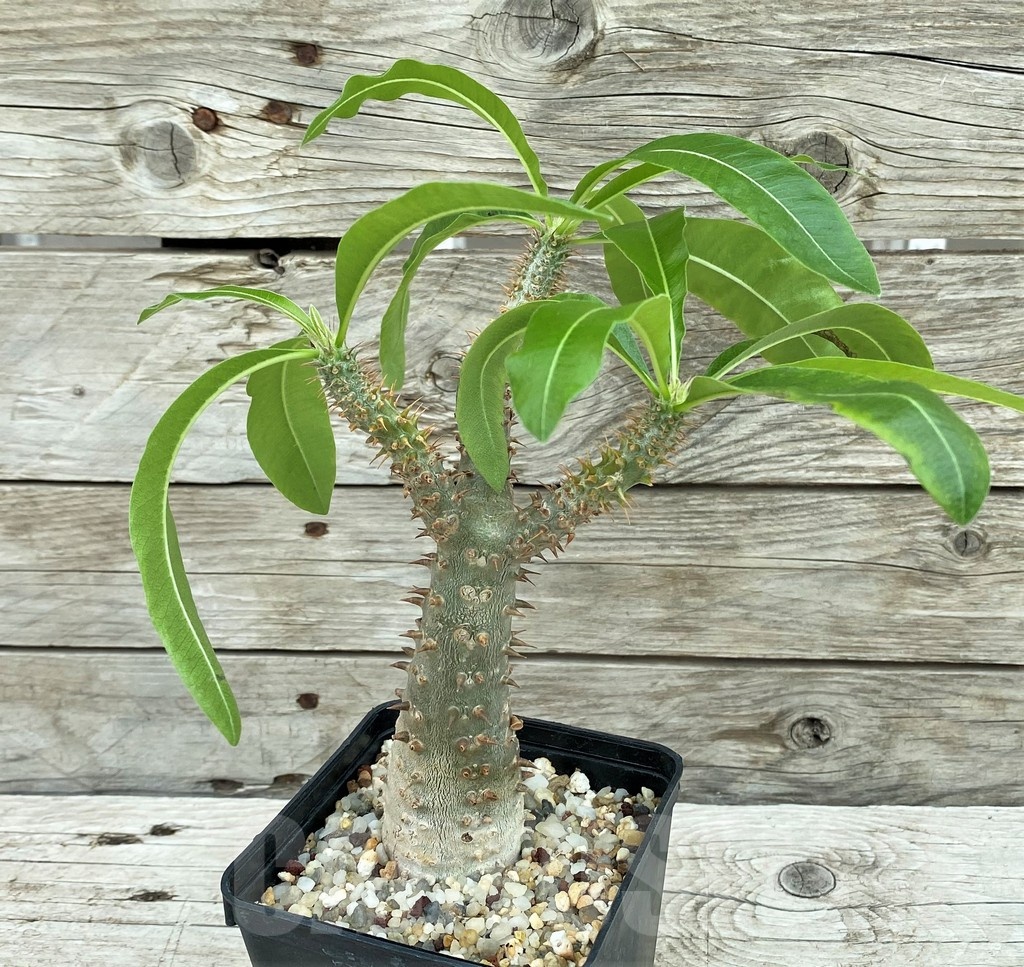 SH8455 Pachypodium rosulatum ssp. makayense -Madagascar- - Image 2
