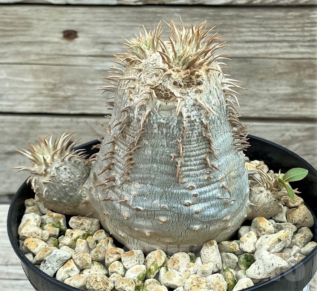 SH8457 Pachypodium eburneum - immagine 2