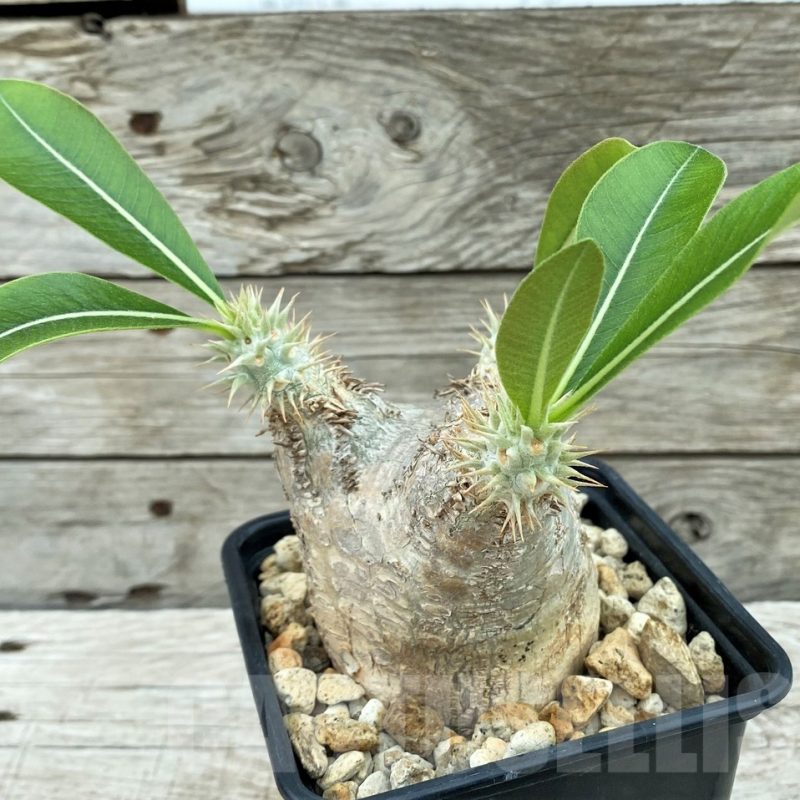 SH8458  Pachypodium eburneum