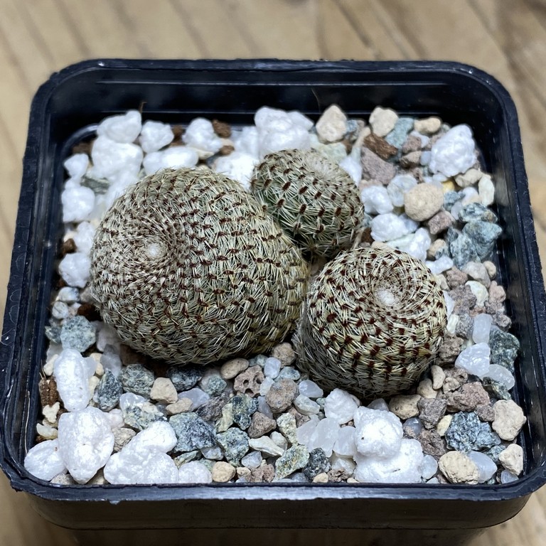 SH22671 Rebutia heliosa