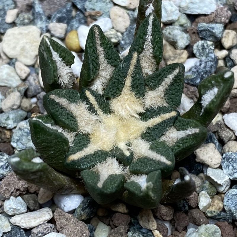 SH24234 Ariocarpus kotschoubeyanus hybrid, own roots