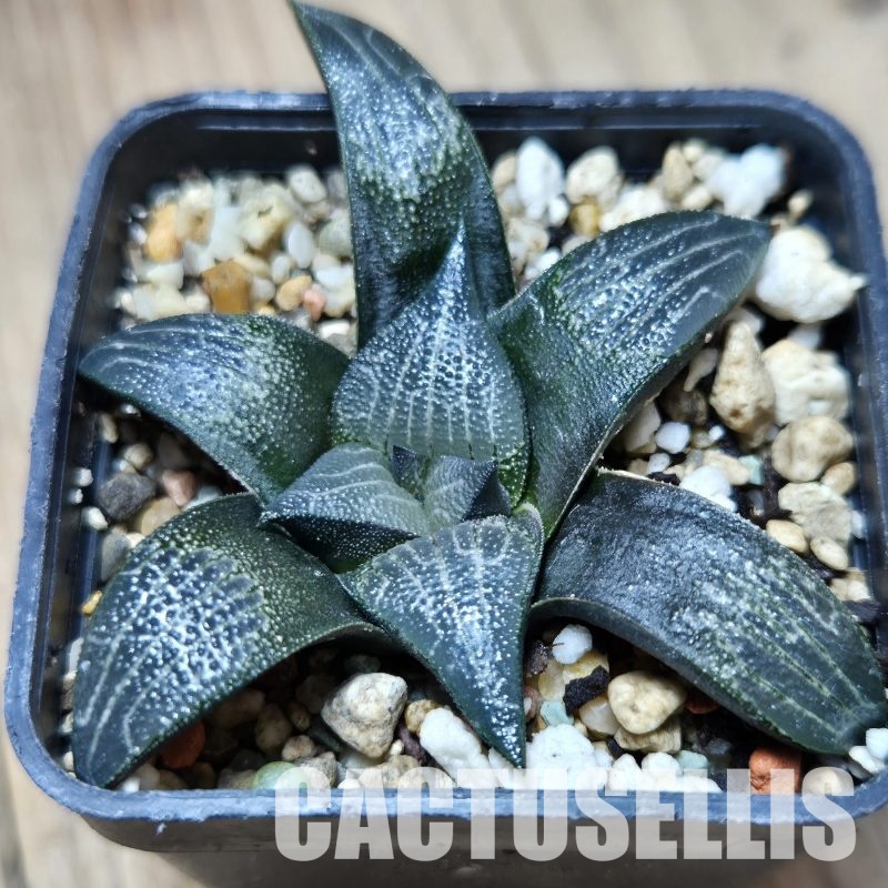 SH25624 Haworthia marxii