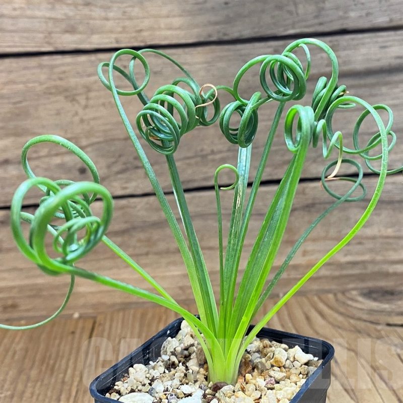 LOT158 10 SEEDS  Albuca spiralis 2025