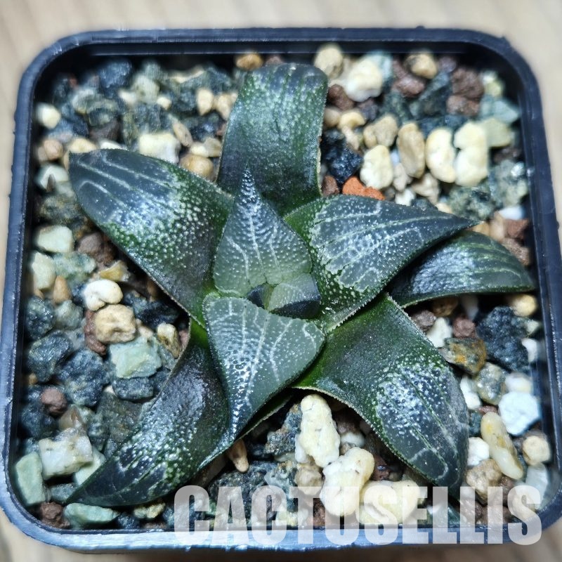 SH26823 Haworthia marxii