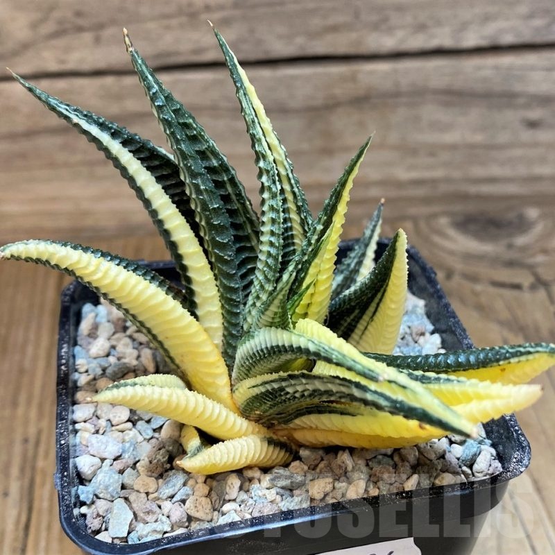 SH25636 Haworthia limifolia f. variegata