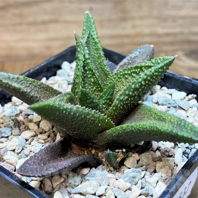 SH25637 Haworthia scabra x koelmaniorum