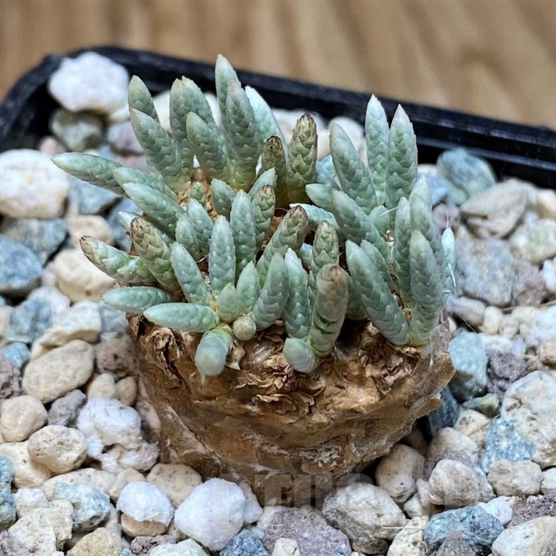 SH25638 Avonia alstonii