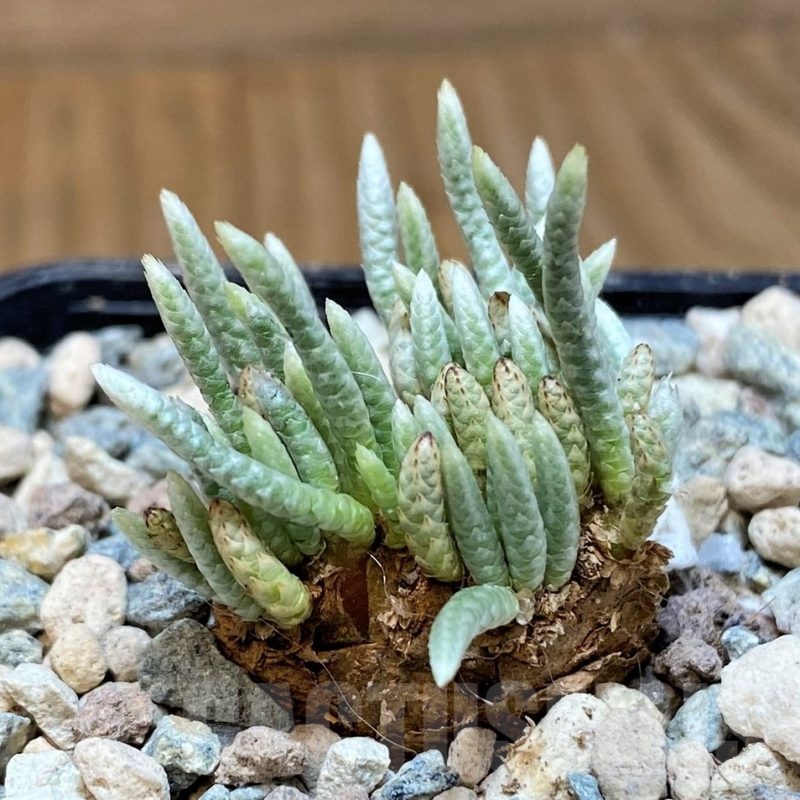 SH25640 Avonia alstonii