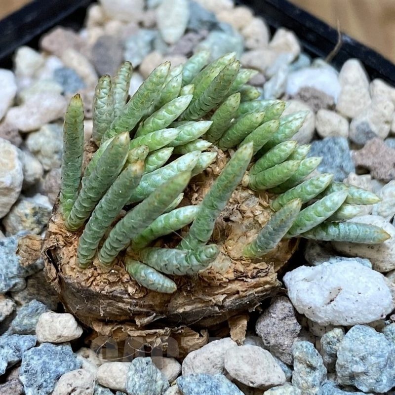 SH25641 Avonia alstonii