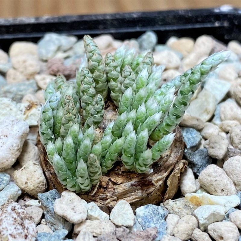 SH25642 Avonia alstonii