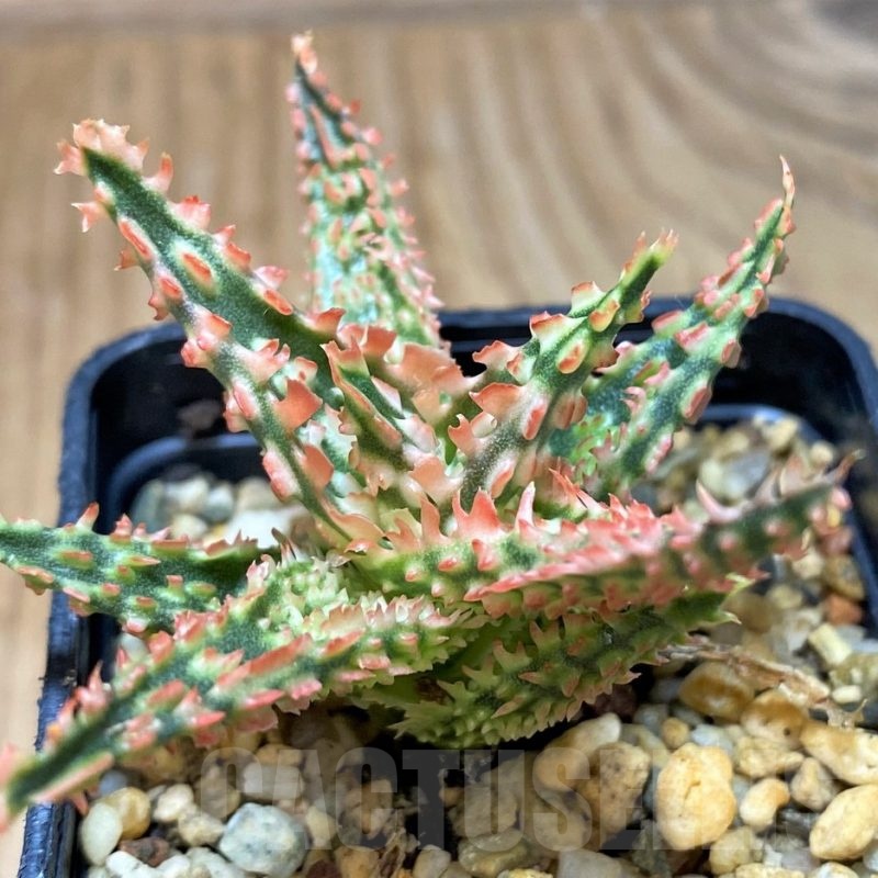 SH25605 Aloe TCT hybrid