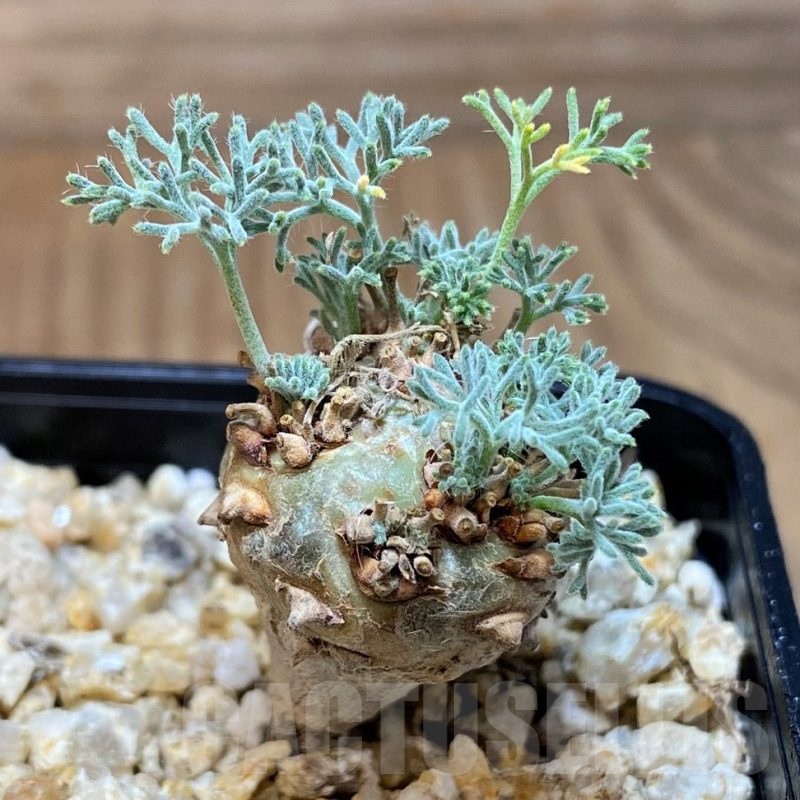 SH25643 Sarcocaulon peniculinum