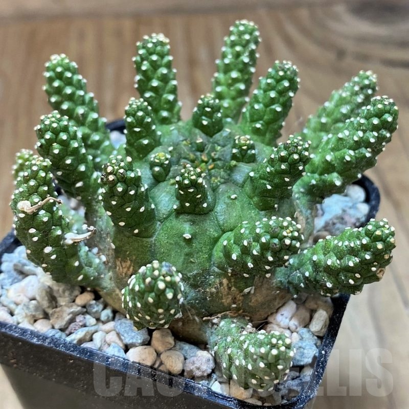 SH25645 Euphorbia atroviridis