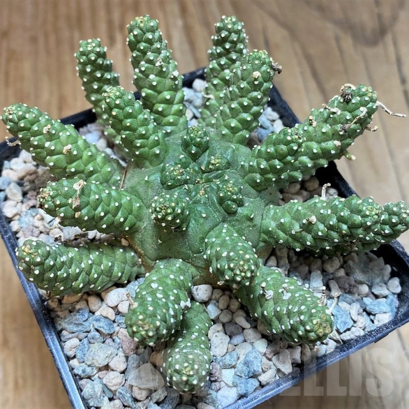 SH25646 Euphorbia atroviridis