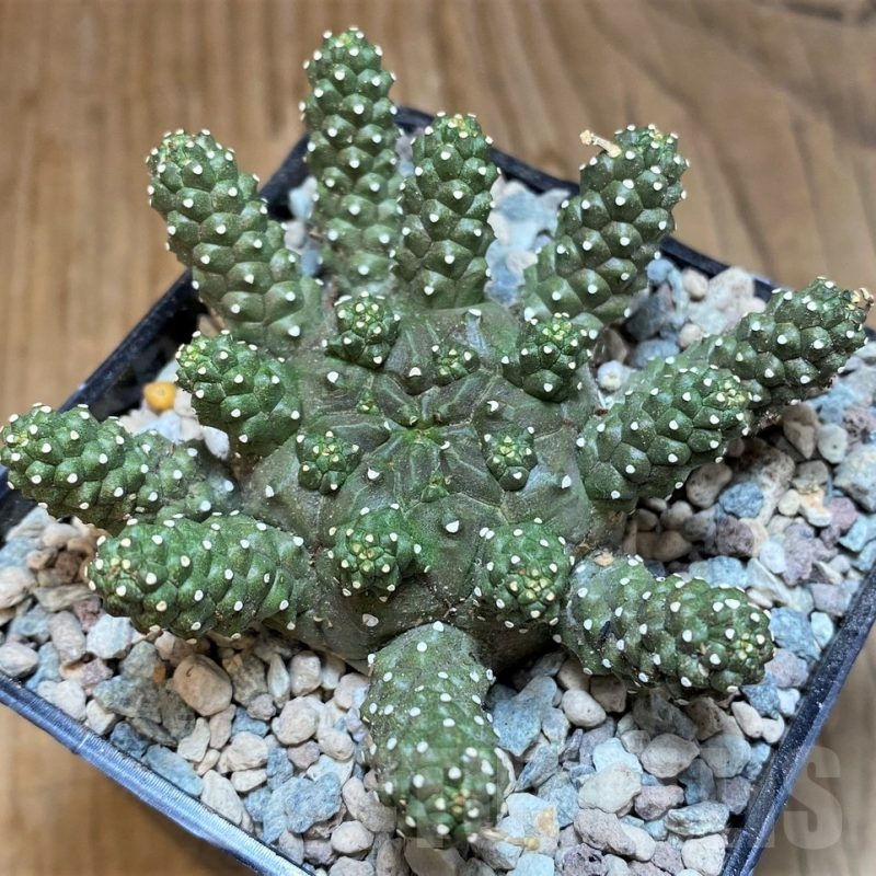 SH25647 Euphorbia atroviridis