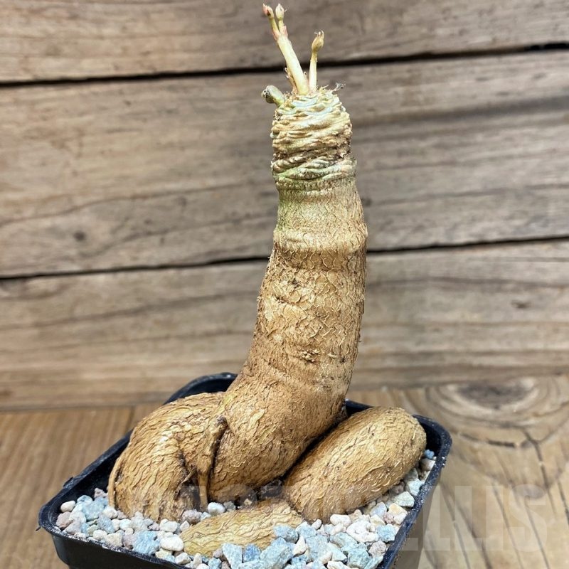 SH25651 Euphorbia Green Labatii