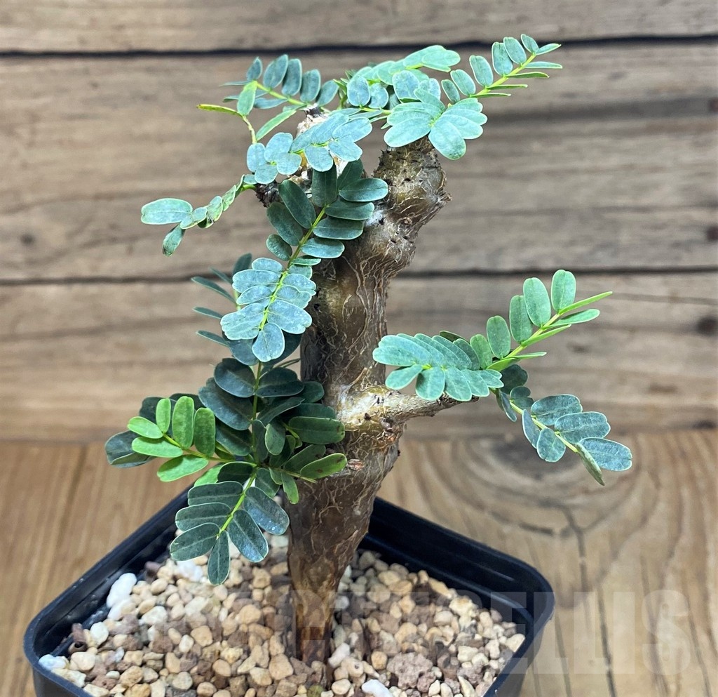 SH25654 Senna meridionalis - Image 2