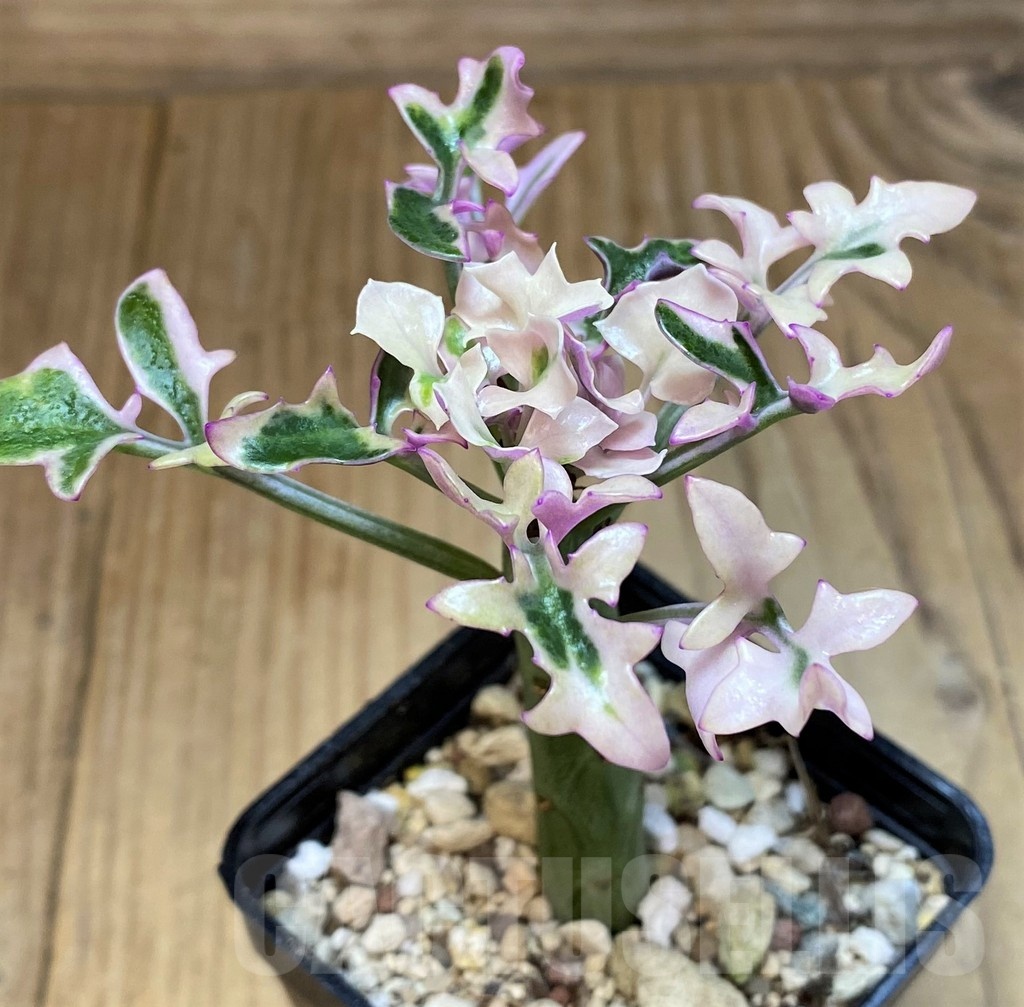 SH25655 Senecio articulatus f. variegata