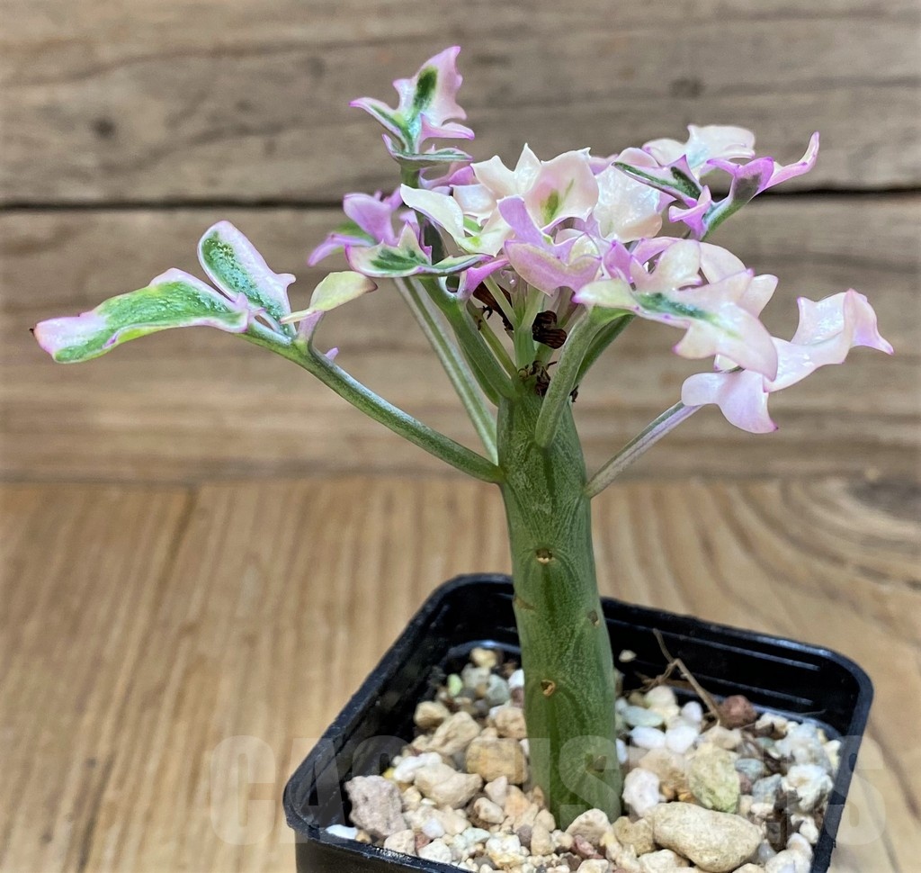 SH25655 Senecio articulatus f. variegata - Image 2