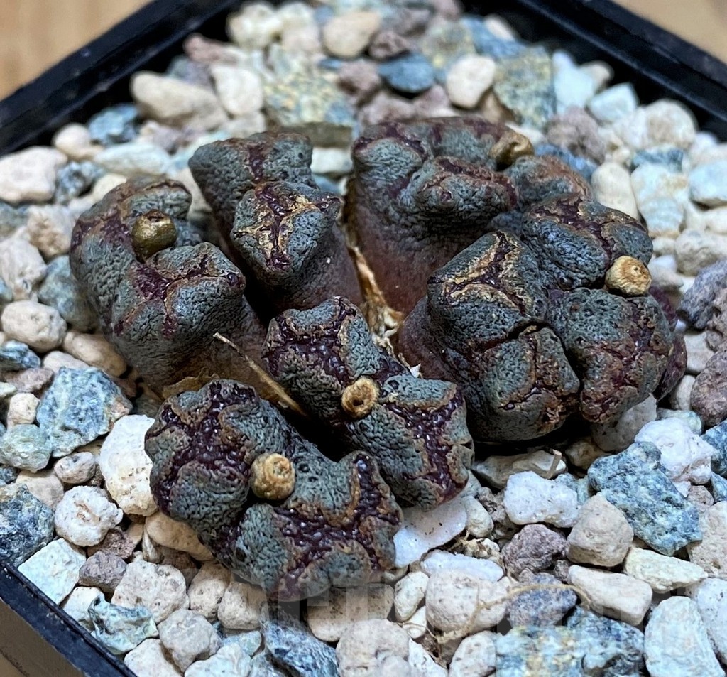 SH25656 Conophytum pellucidum