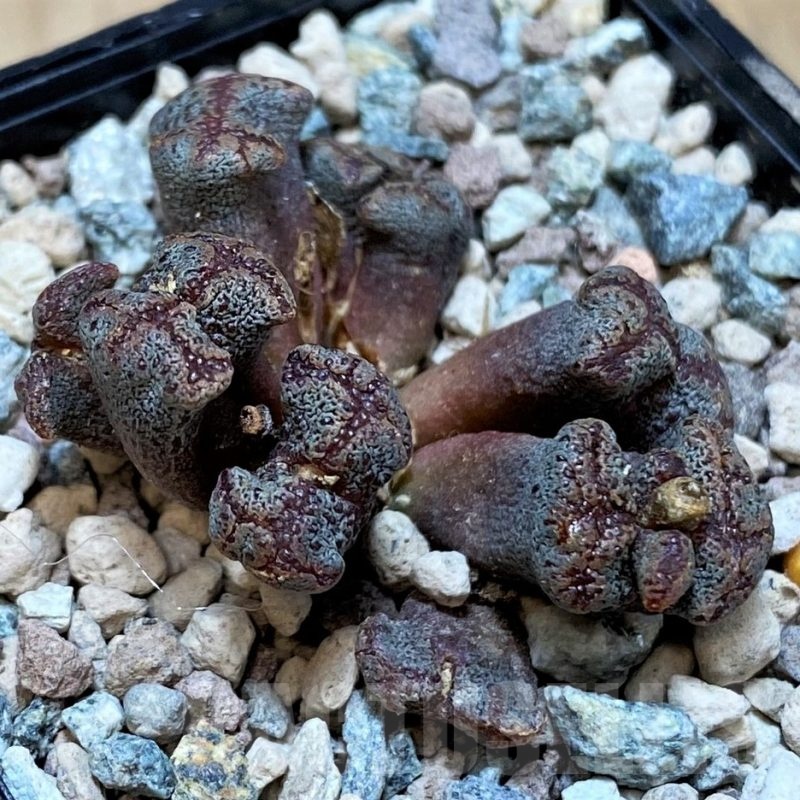 SH25657 Conophytum pellucidum