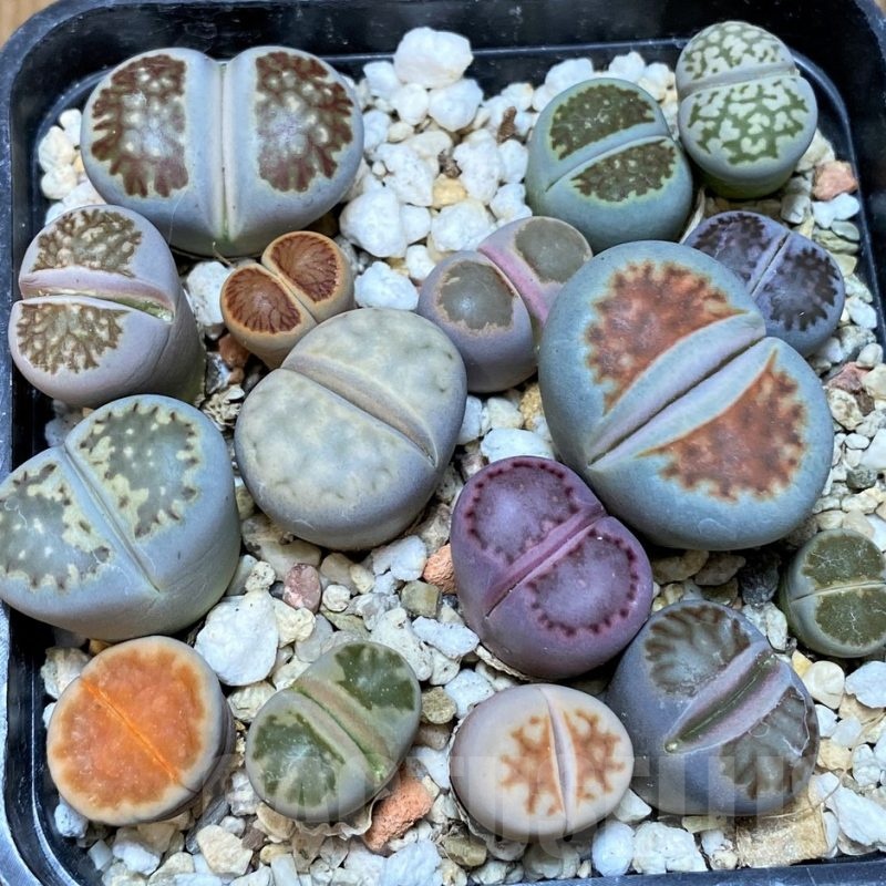 SH25658 Lithops mix