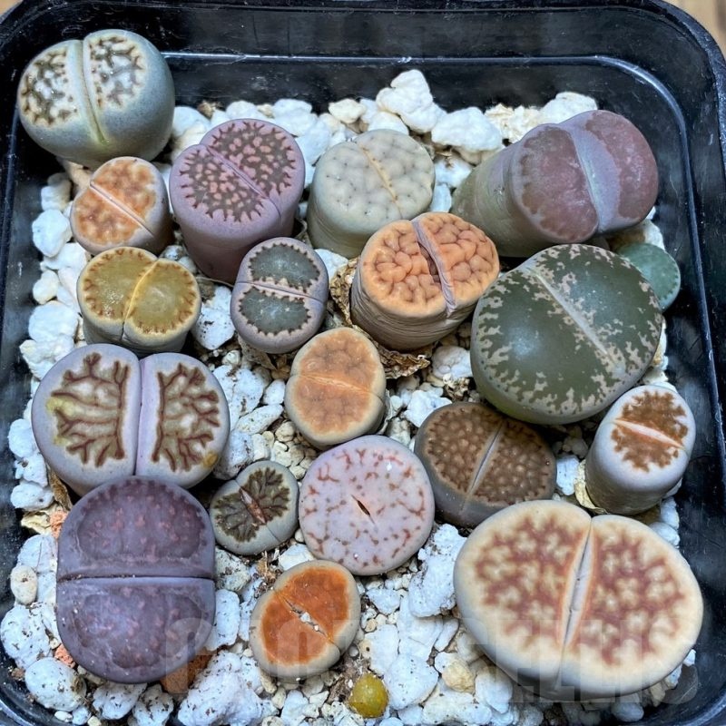 SH25659 Lithops mix