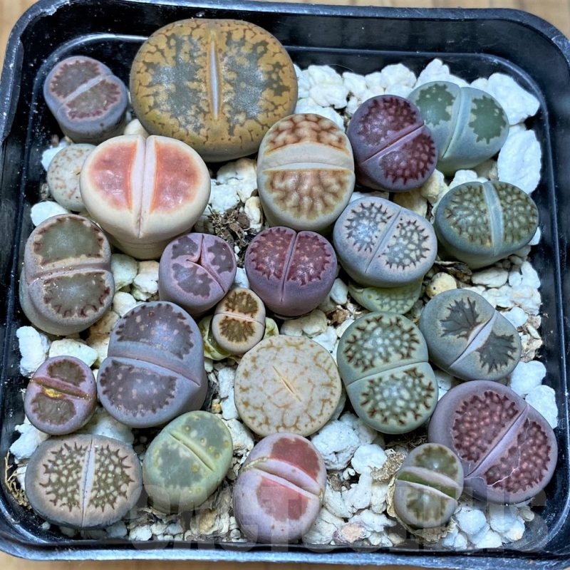 SH25660 Lithops mix