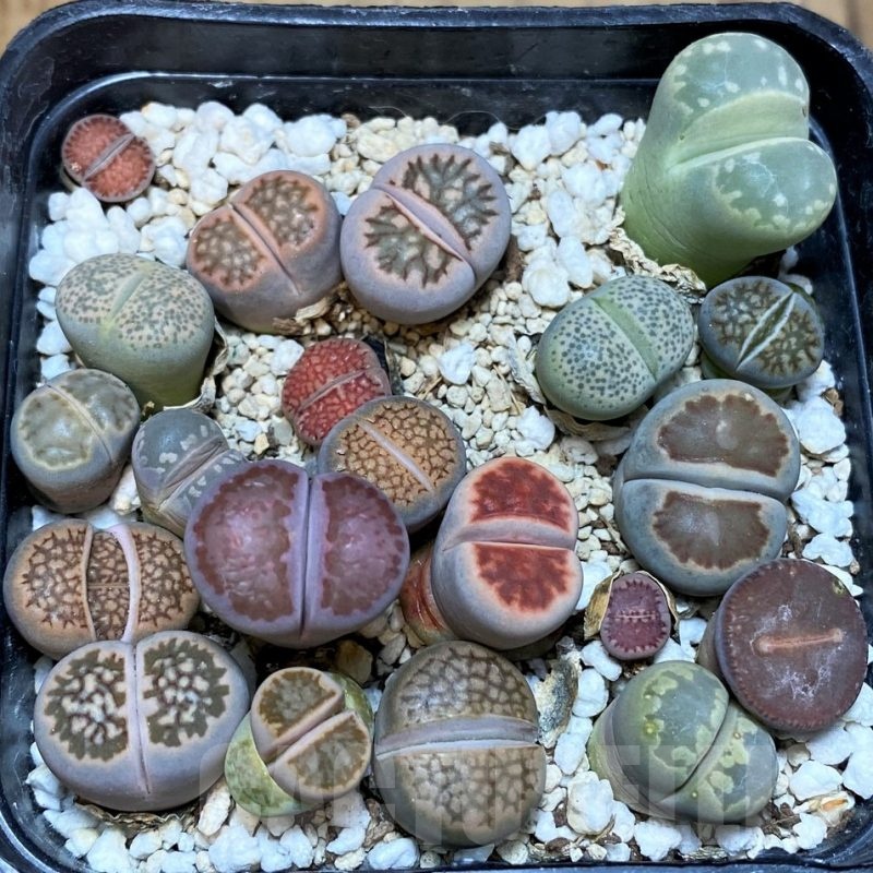 SH25661 Lithops mix