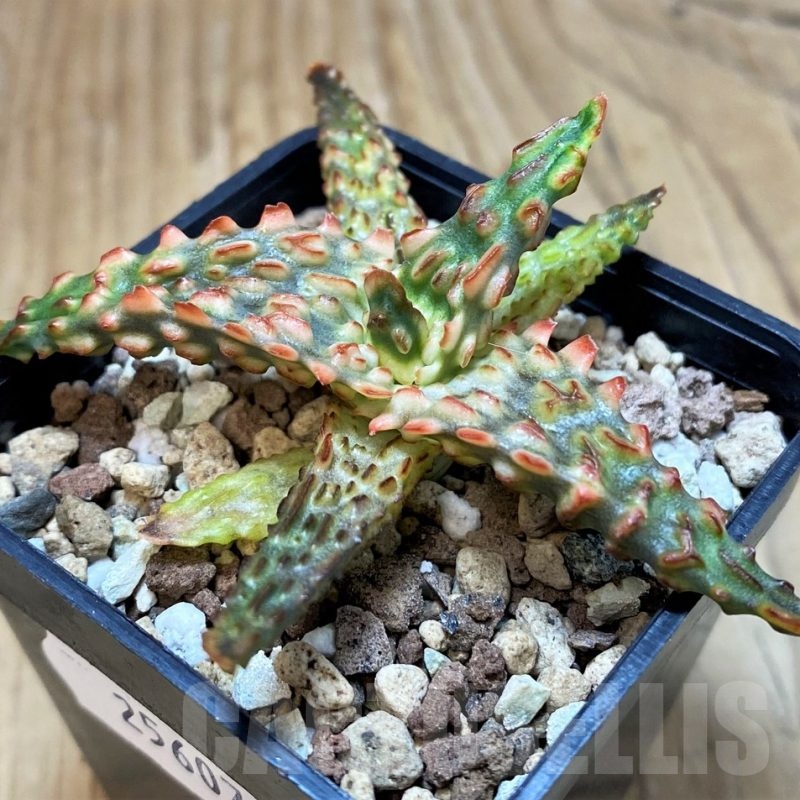 SH25607 Aloe TCT hybrid