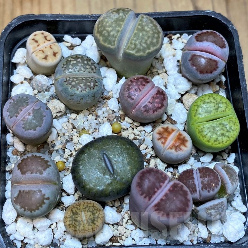 SH25662 Lithops mix