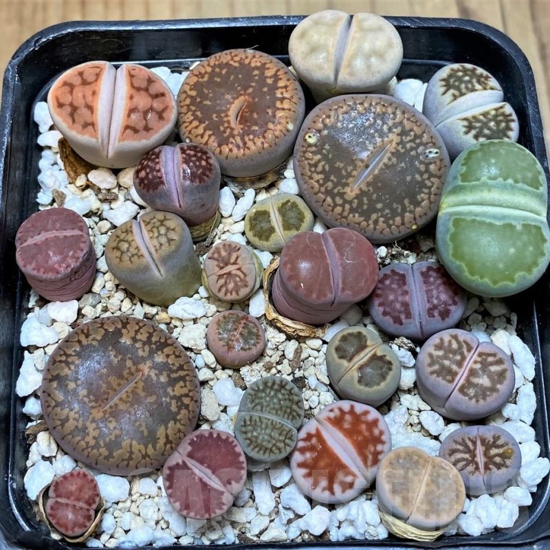 SH25663 Lithops mix