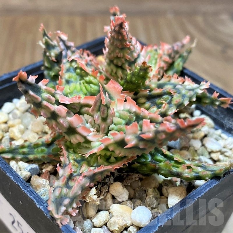 SH25608 Aloe TCT hybrid