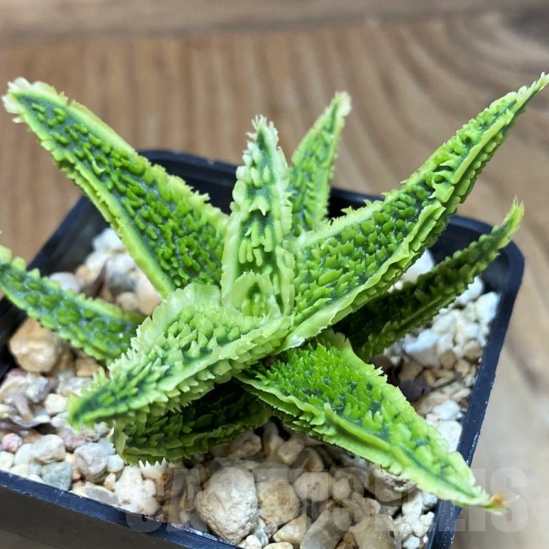 SH25609 Aloe TCT hybrid