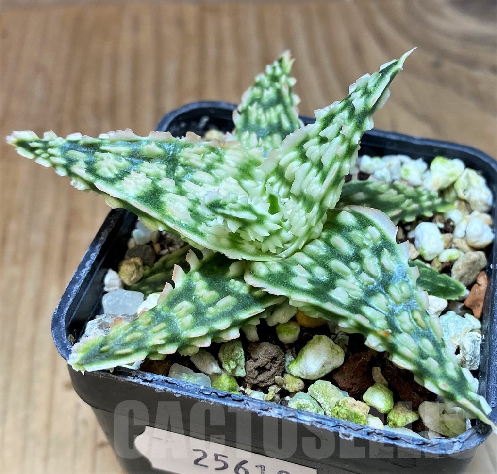 SH25610 Aloe TCT hybrid