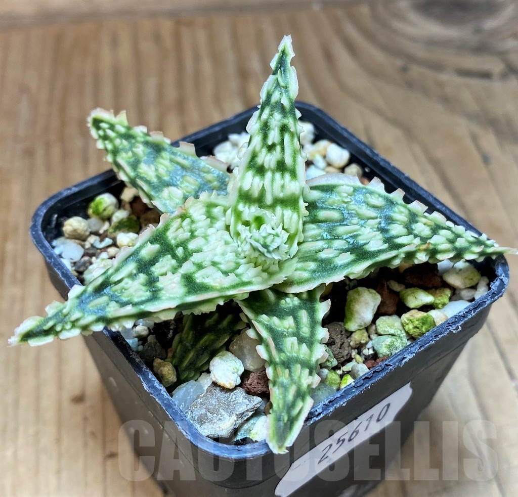 SH25610 Aloe TCT hybrid - Image 2