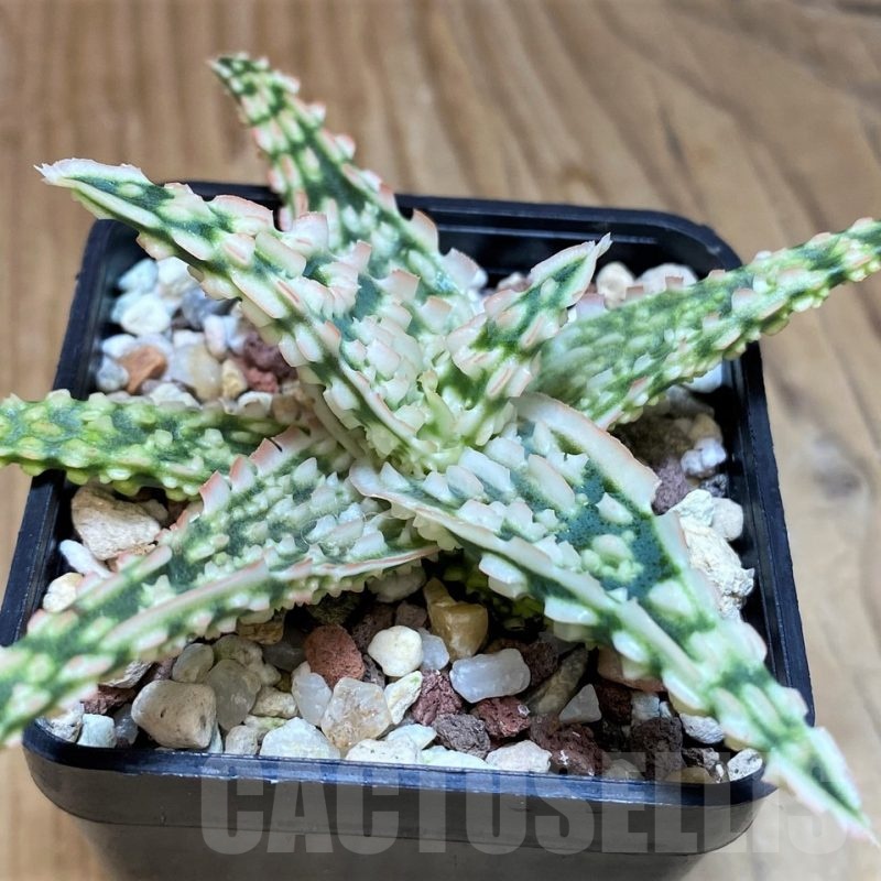 SH25611 Aloe TCT hybrid