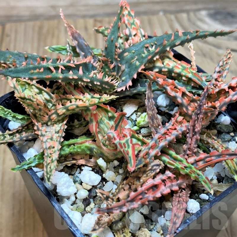 SH25602 Aloe TCT hybrid mix