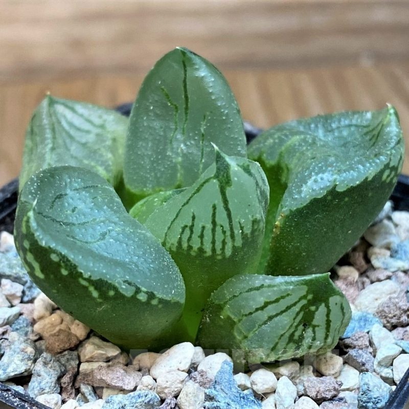 SH25612 Haworthia comptoniana 'Corn Poppy'